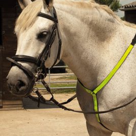 Harlequin Reflective Martingale