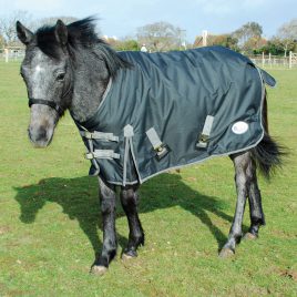 Rhinegold Konig Mid Weight Small Pony/Foal Outdoor Rug