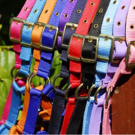 Rhinegold Foal Head Collar