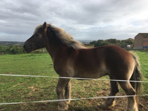 Six Months of owning my Second Horse