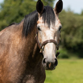 QHP Lupine Leather Head Collar