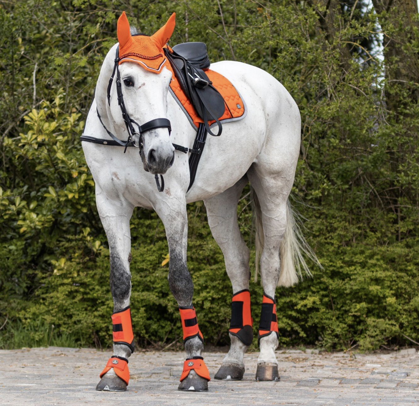 Sky All Sizes Qhp Front Leg Horse Boot Event Boots 
