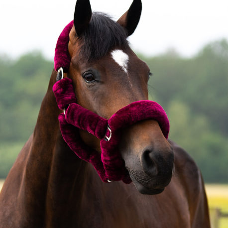 burgundy head collar