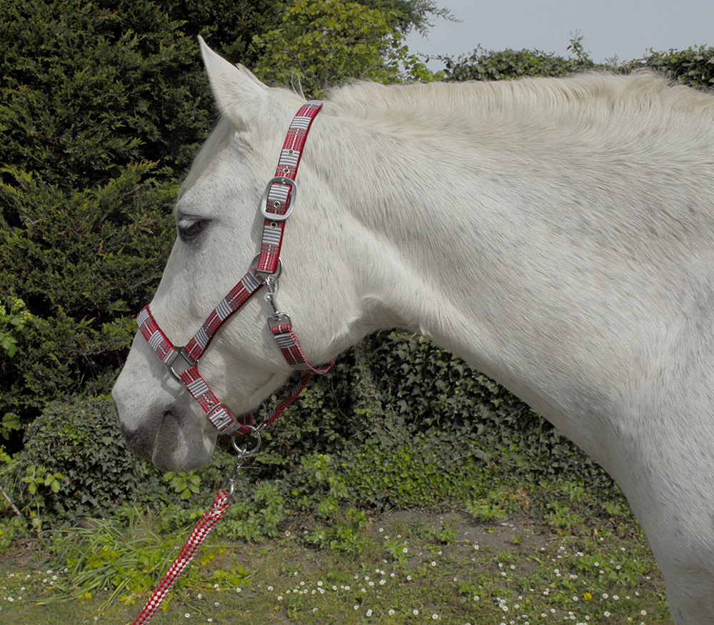 Roma Rainbow Headcollar - Summit Grains And Saddlery