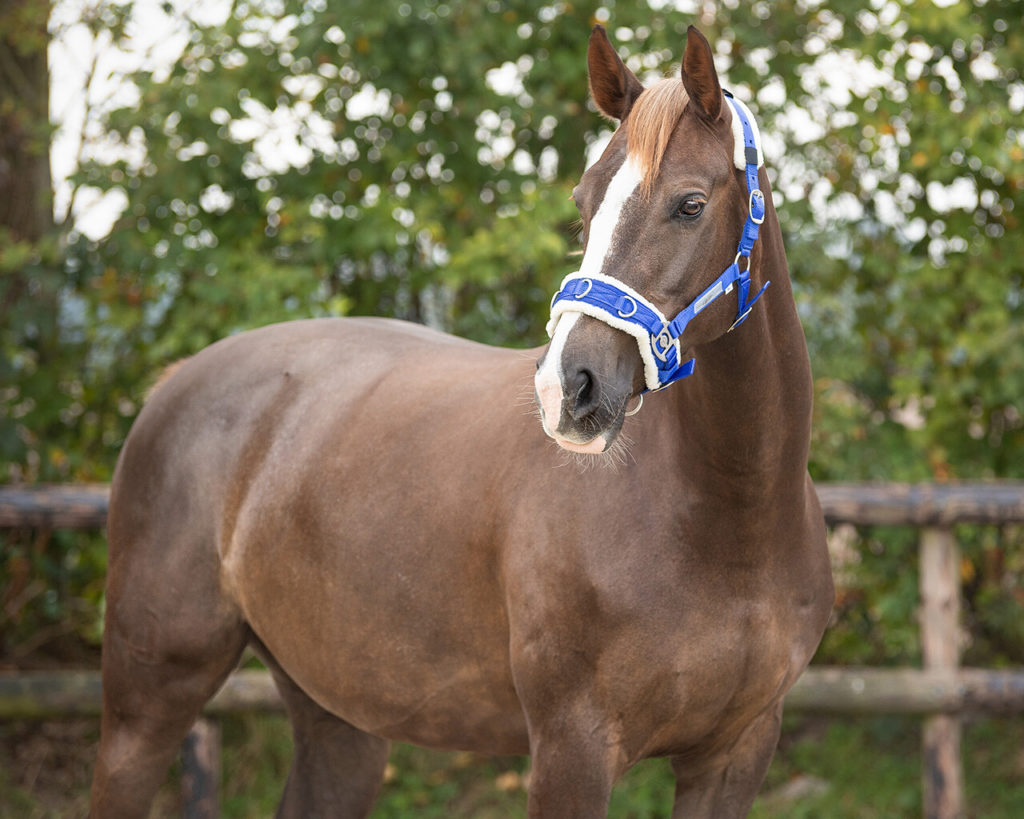 QHP Lunge Cavesson Elite Equestrian