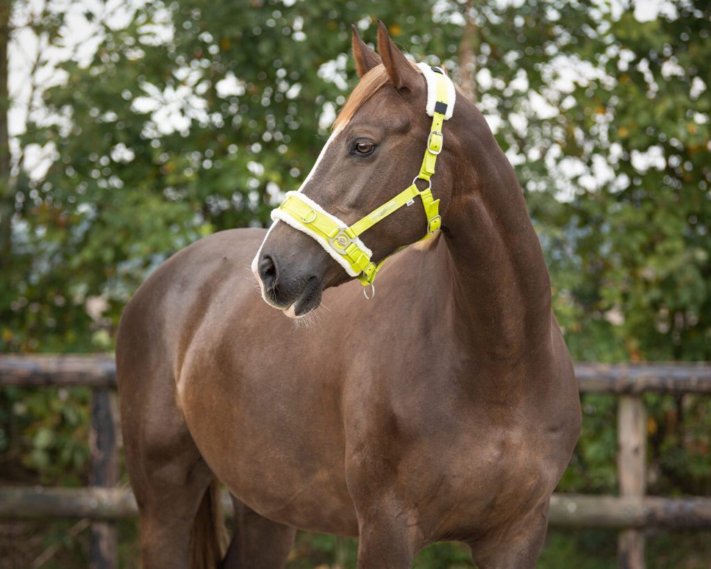 QHP Lunge Cavesson Elite Equestrian