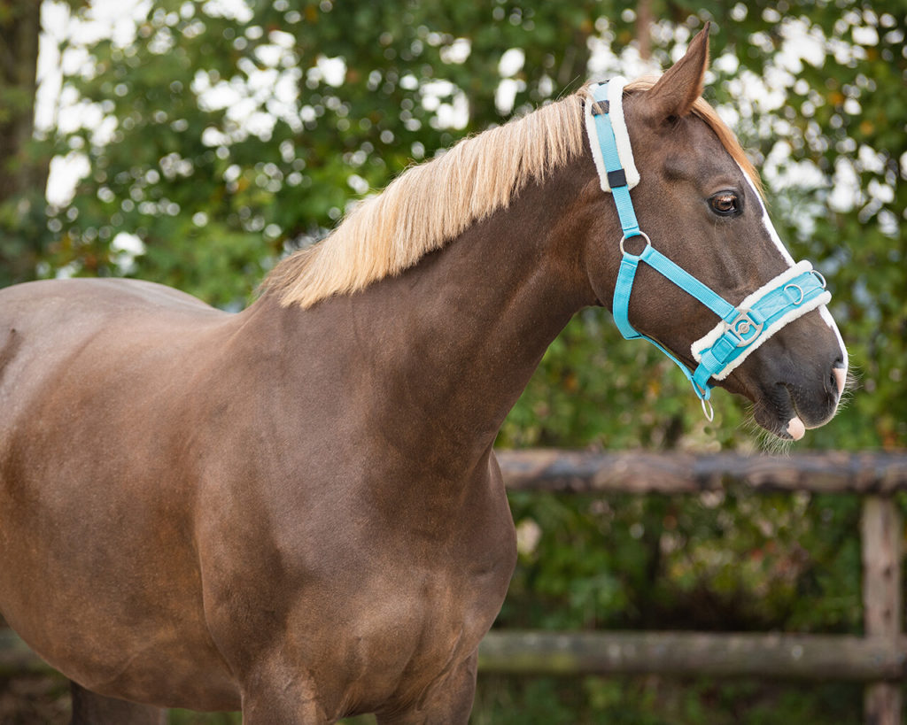 QHP Lunge Cavesson Elite Equestrian