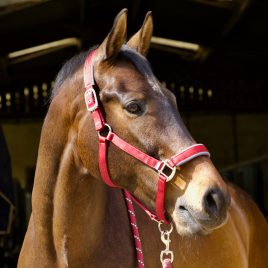 Woof Wear Contoured Head Collar & Lead Rope