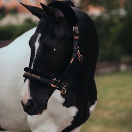 Equestrian Stockholm Dark Sky Head Collar & Rope Set
