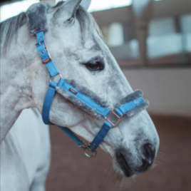 Equestrian Stockholm Parisian Blue Head Collar Set