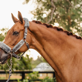 Equestrian Stockholm Silver Cloud Head Collar Set