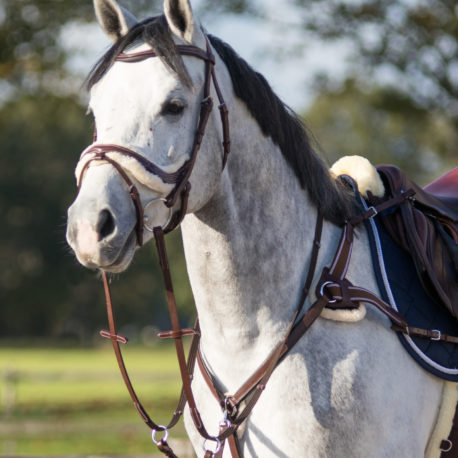 QHP Ontario Bridle and Breastplate
