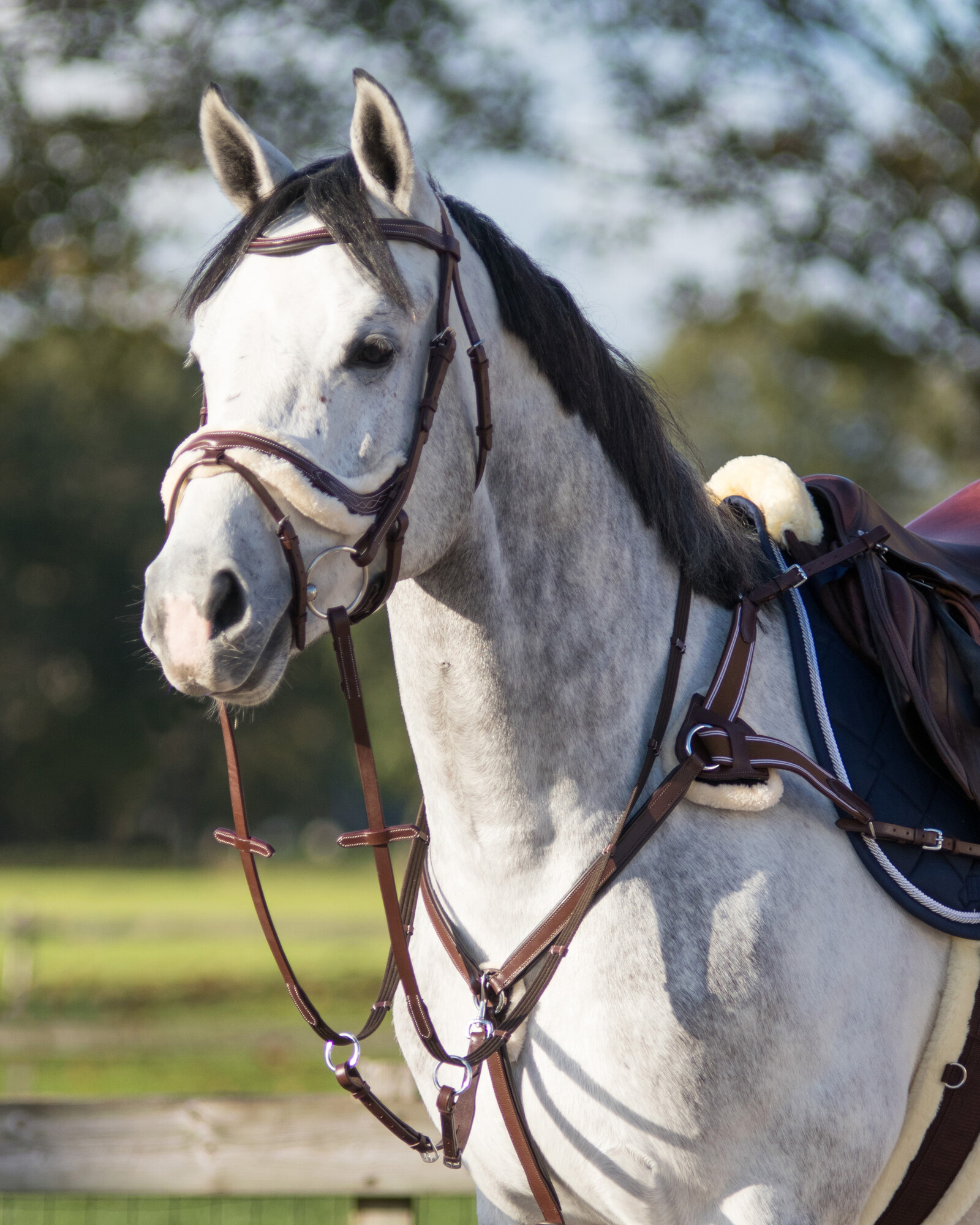 Windsor Equestrian Bridle With Plain Cavesson NosebandブラックPony - 1