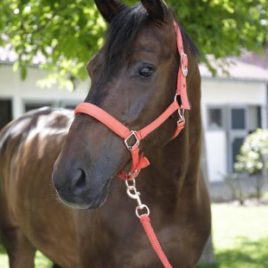 Covalliero Head Collar Set