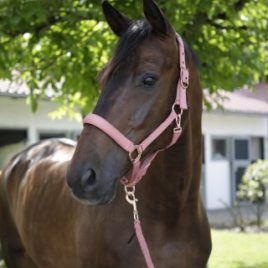 Covalliero Head Collar Set