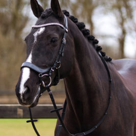 QHP Eris Bridle