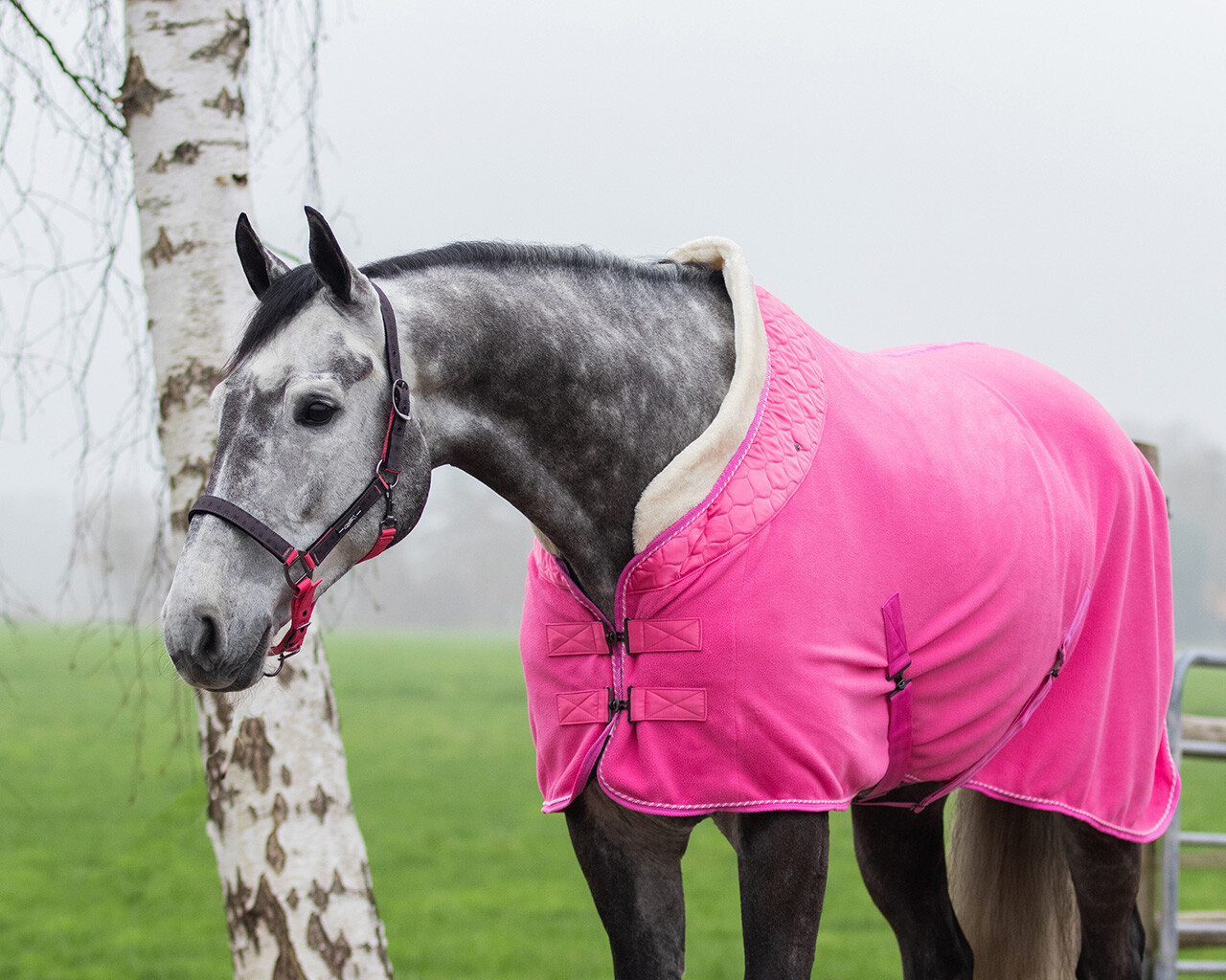 Blueberry All Sizes Qhp Brilliance Horse Rug Fleece 