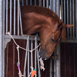 QHP Horse Toy Box Hanger