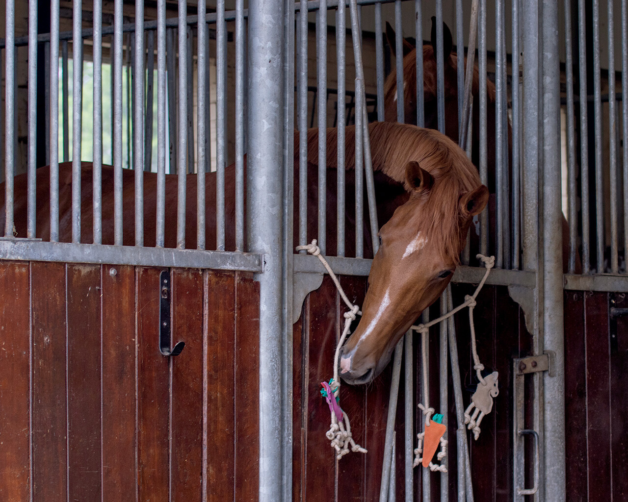 Horse shop toy box