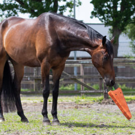 QHP XL Horse Toy