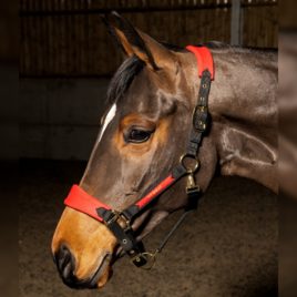 Whitaker Harewood Head Collar