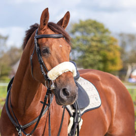 QHP Bridle Covers