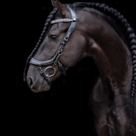 Trial PresTeq FaySport Black Glitter Bridle