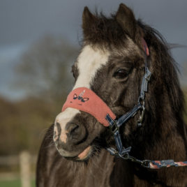 Horka Jollycorn Head Collar Set