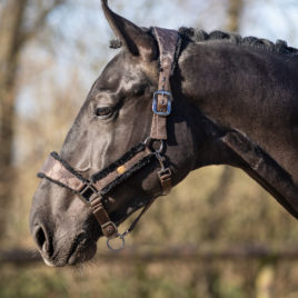 QHP Classy Head Collar