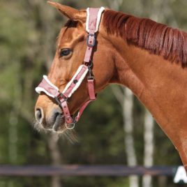 QHP Classy Head Collar
