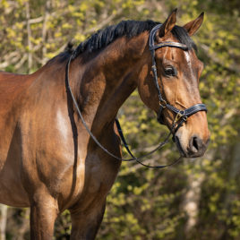 QHP Anatomical Bitless Bridle