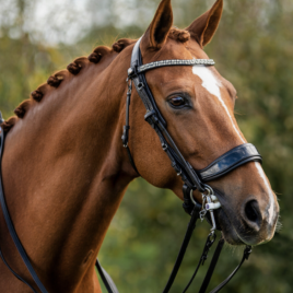 PresTeq FayPerform Shine Weymouth/Double Bridle