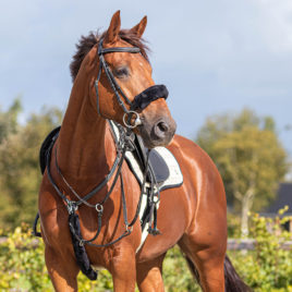 QHP Martingale Cover