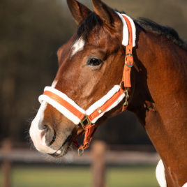 QHP Amber Menton Head Collar