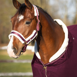 QHP Plum Menton Head Collar