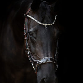 Trial PresTeq FaySport Brown Glitter Bridle