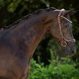 PresTeq FaySport Glitter Bridle Brown