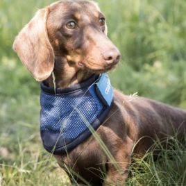 Cool on Track Cooling Dog Bandana by Back on Track