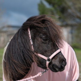 Rhinegold Sorbet Padded Head Collar and Rope Set Candy Pink
