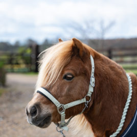 Rhinegold Sorbet Padded Head Collar and Rope Set Pistachio Green