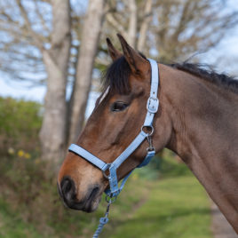 Rhinegold Sorbet Padded Head Collar and Rope Set Bubblegum Blue